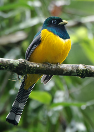 Surucuá